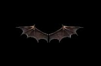 Wing
